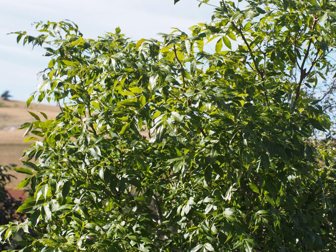 Ash, Narrow-leaved plant